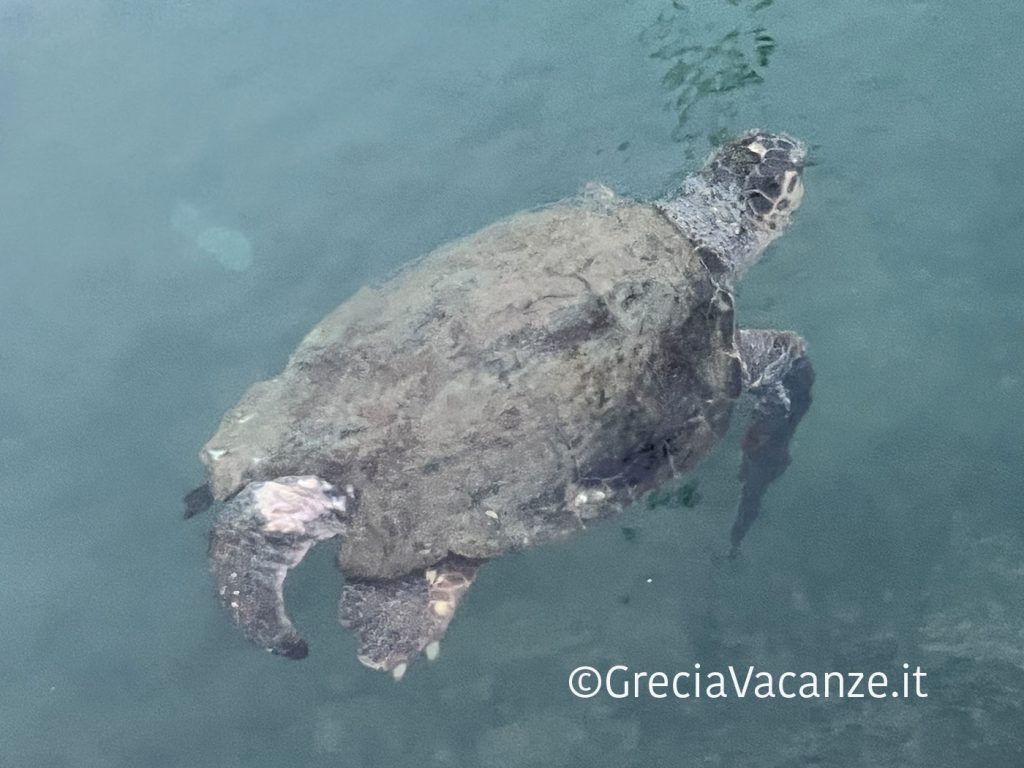 tartaruga-caretta-caretta